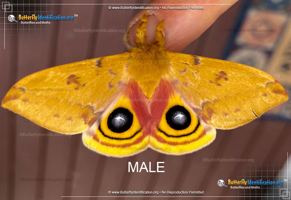 Full-sized image #1 of the Io Moth