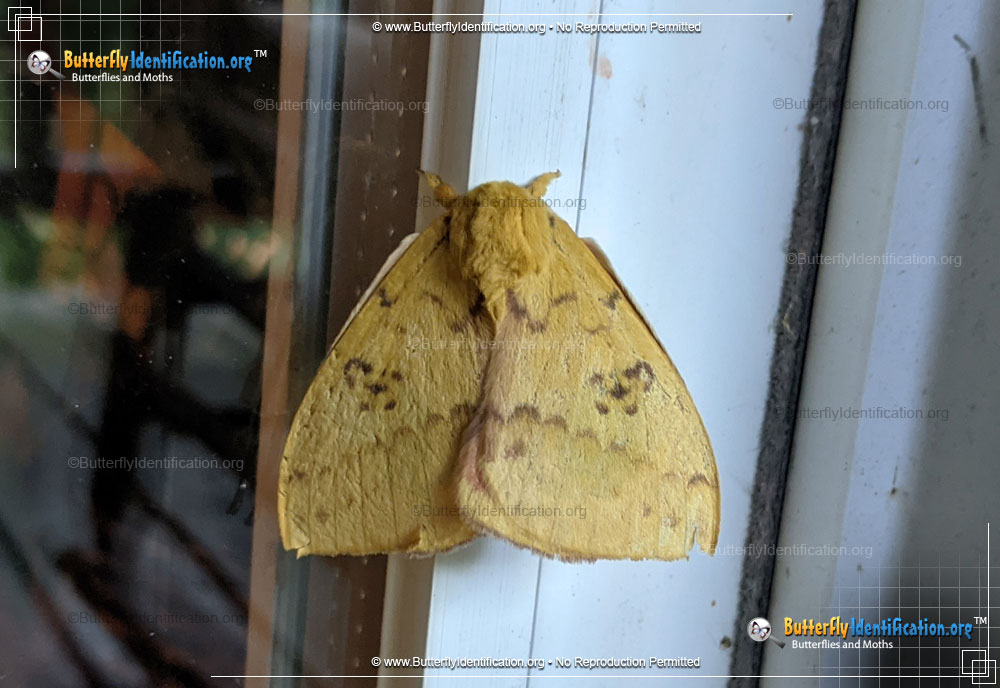 Full-sized image #4 of the Io Moth