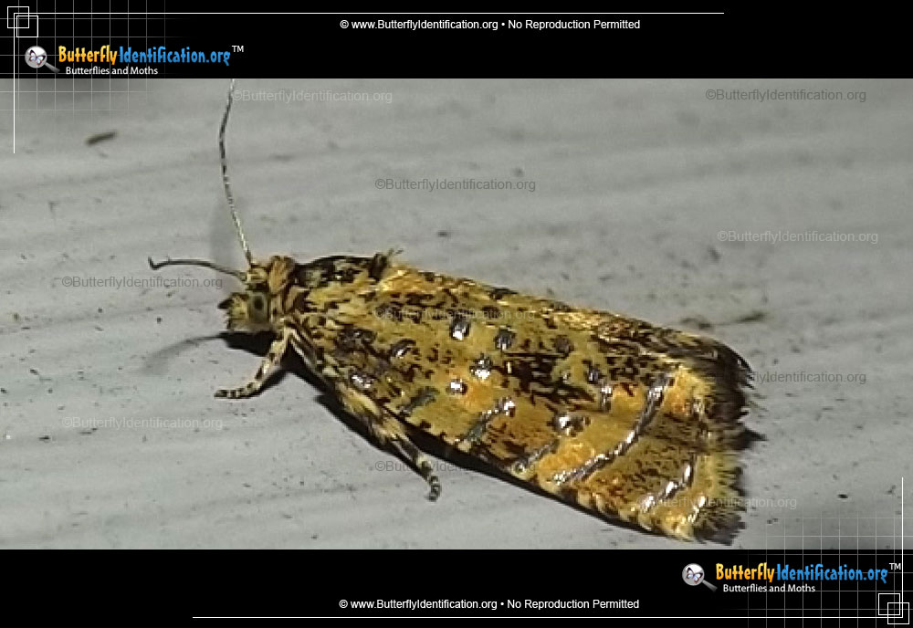 Full-sized image #1 of the Iron-lined Olethreutes Moth