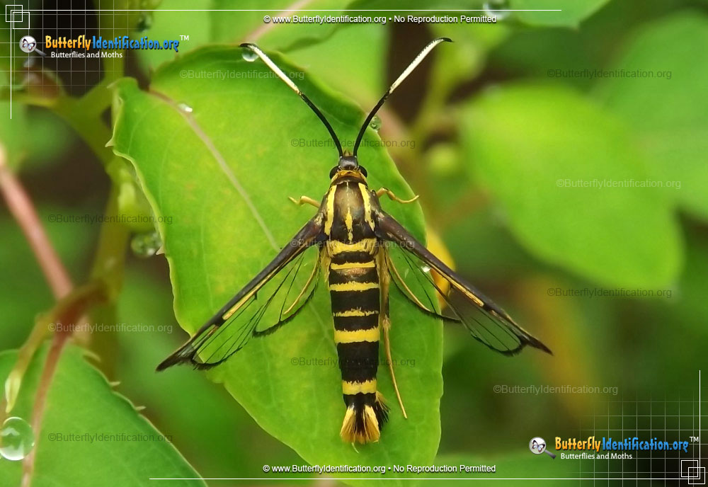 Full-sized image #1 of the Ironweed Clearwing Moth