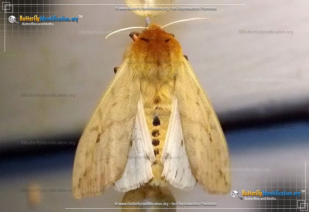 Full-sized image #5 of the Isabella Tiger Moth