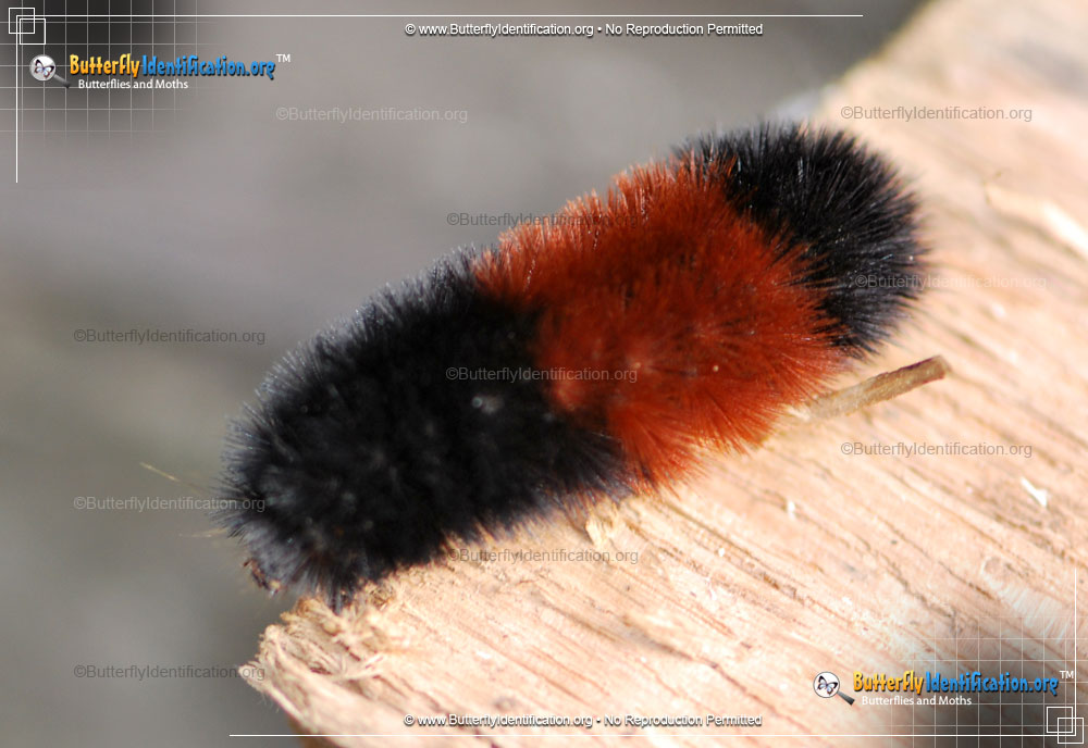 Full-sized caterpillar image of the Isabella Tiger Moth