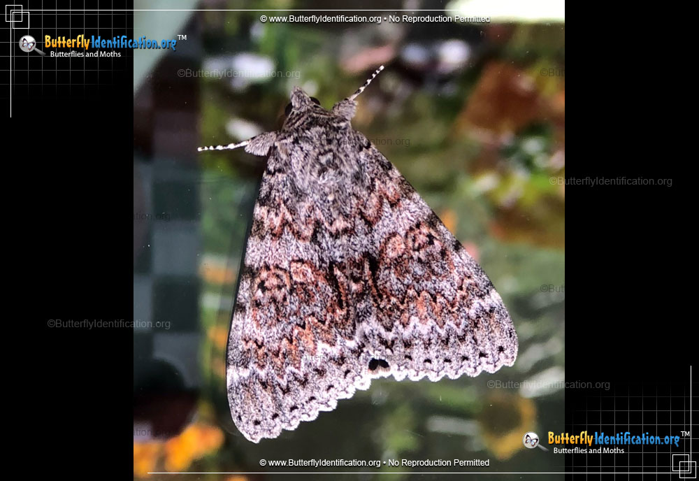 Full-sized image #1 of the Joined Underwing Moth