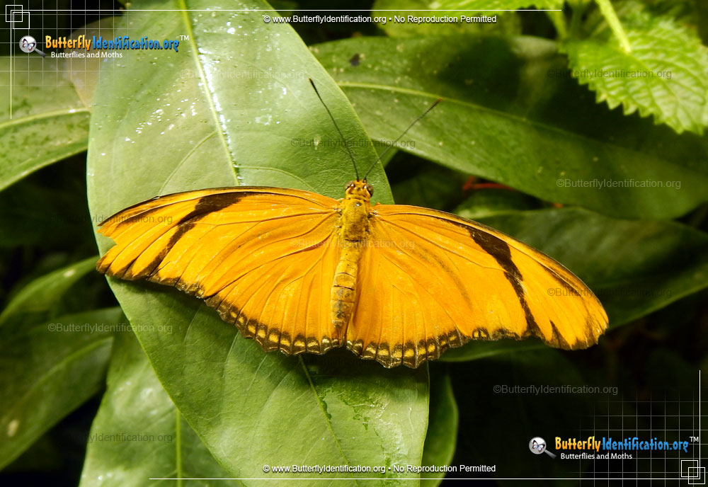 Full-sized image #1 of the Julia Longwing Butterfly
