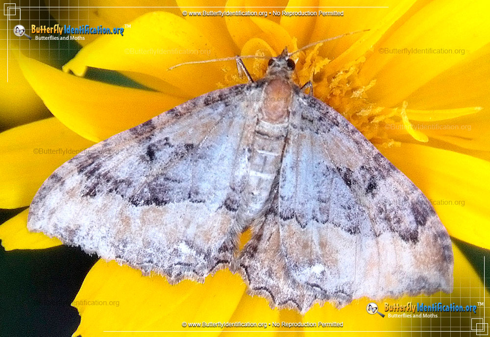 Full-sized image #1 of the Juniper Carpet Moth