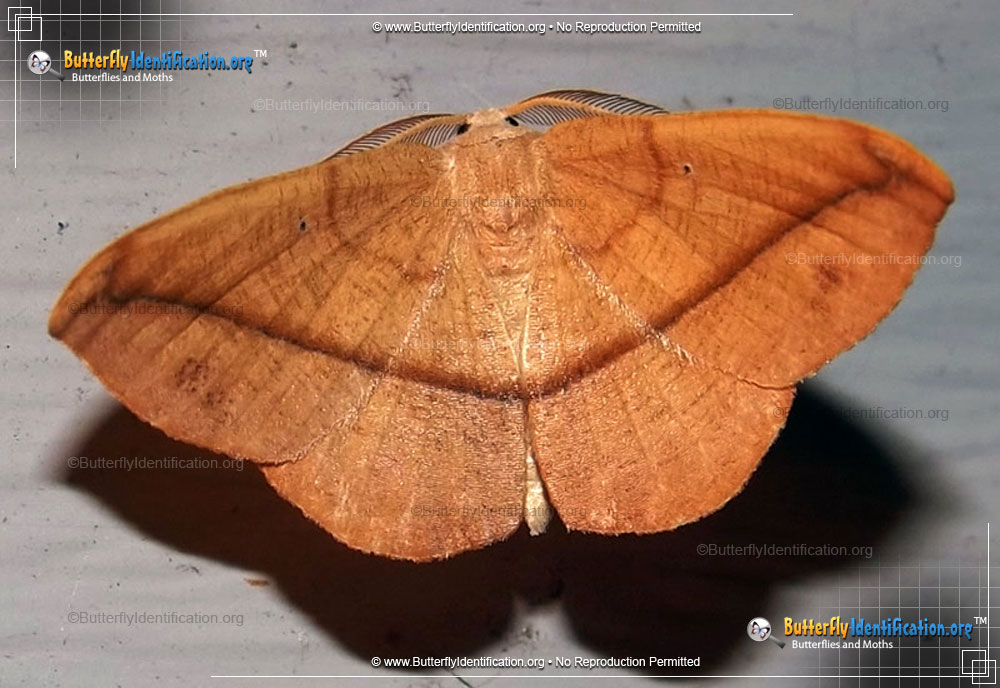 Full-sized image #1 of the Juniper-twig Geometer Moth