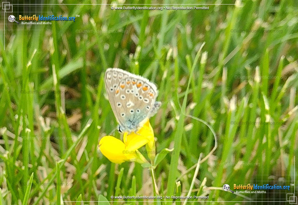 Full-sized image #1 of the Karner Blue Butterfly