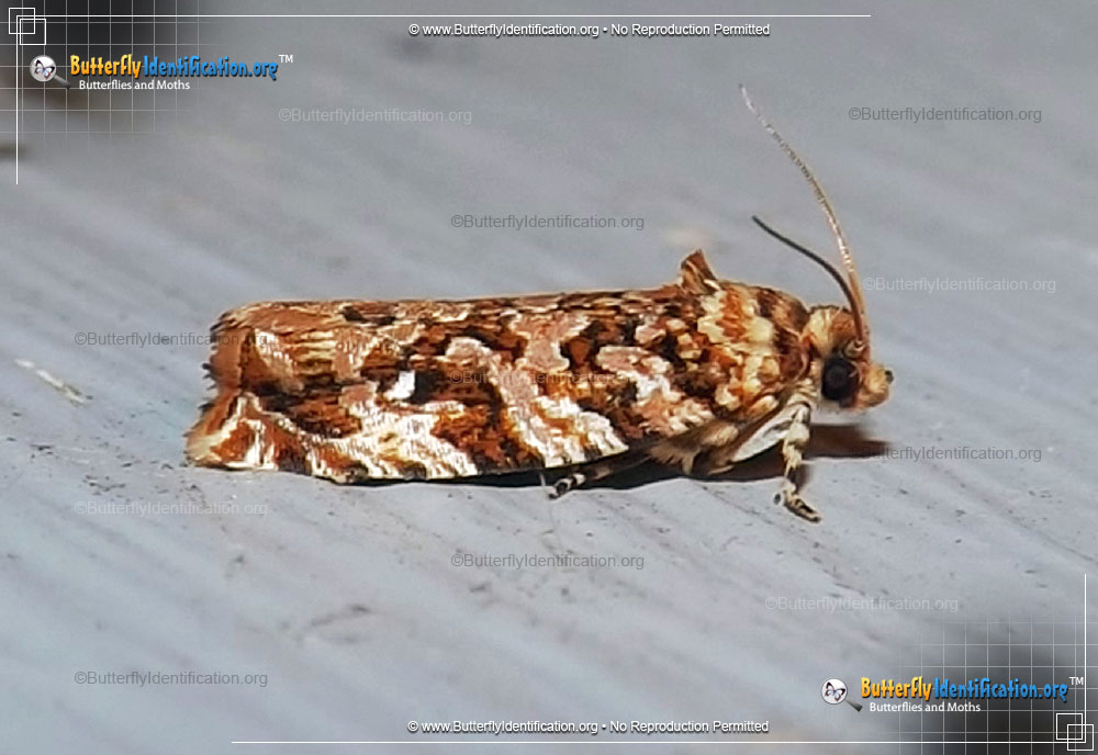 Full-sized image #1 of the Labyrinth Moth