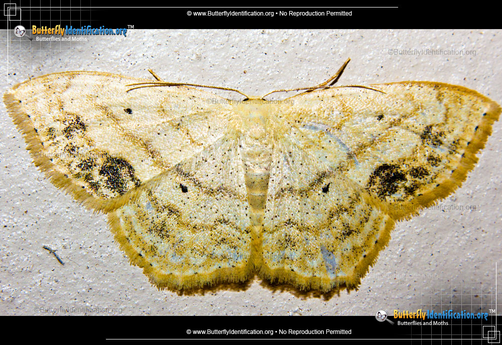 Full-sized image #1 of the Large Lace-border Moth