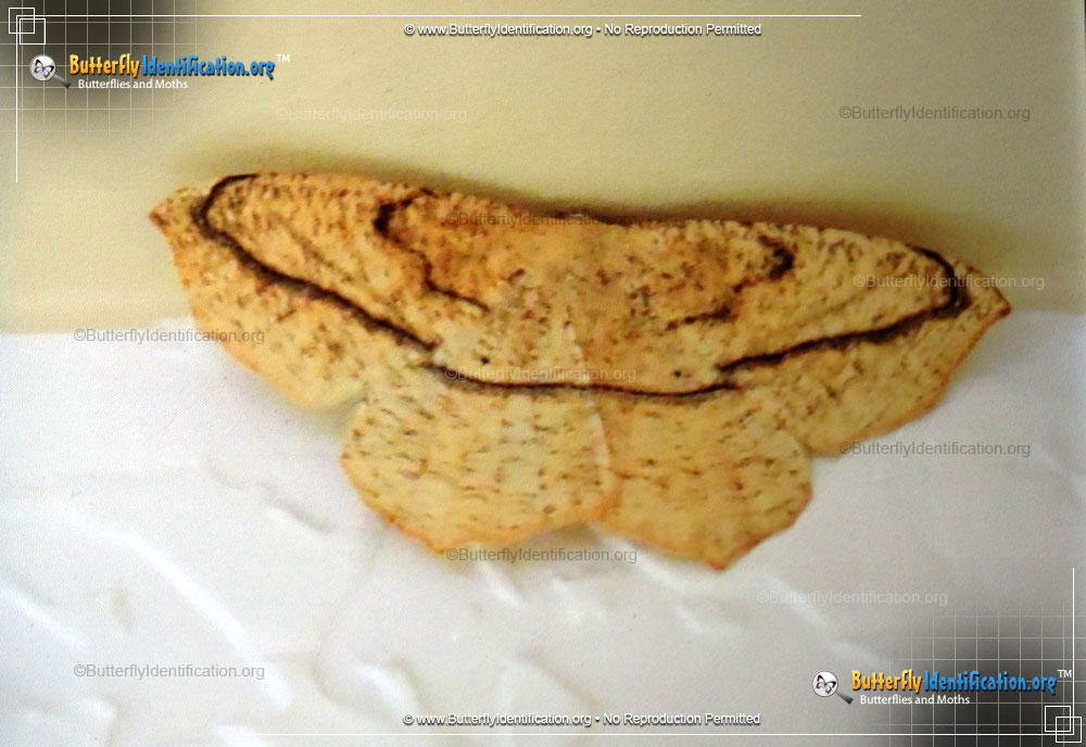 Full-sized image #2 of the Large Maple Spanworm Moth