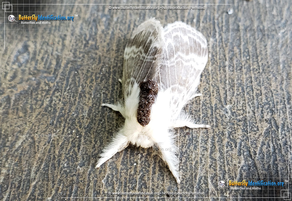 Full-sized image #2 of the Large Tolype Moth