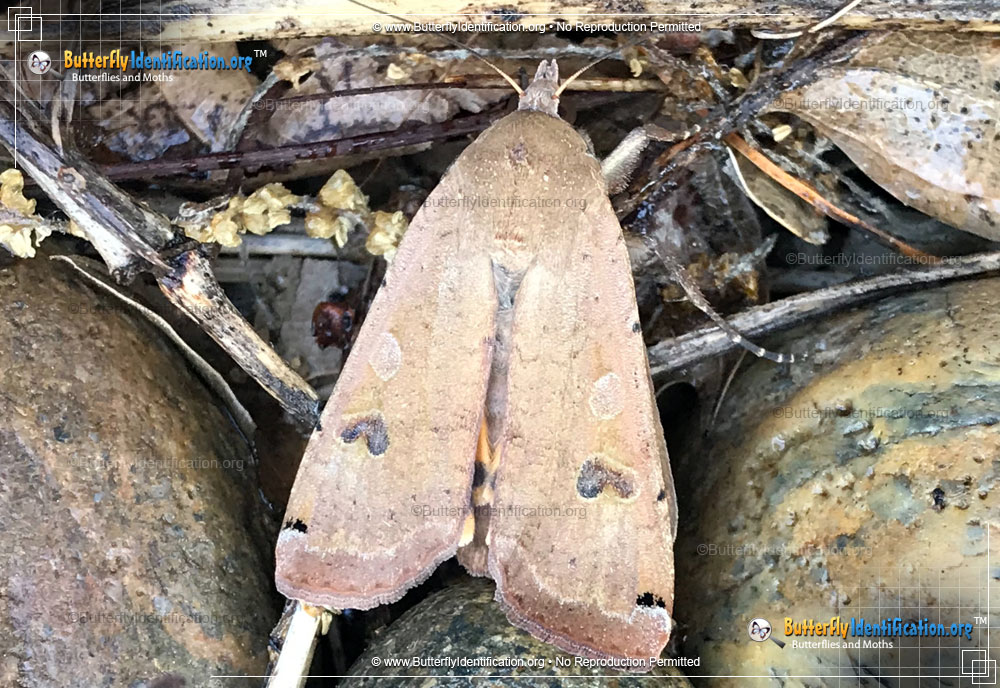 Full-sized image #5 of the Large Yellow Underwing Moth
