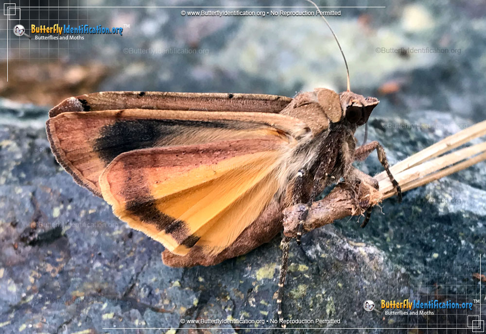 Full-sized image #3 of the Large Yellow Underwing Moth