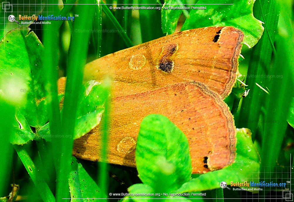 Full-sized image #4 of the Large Yellow Underwing Moth