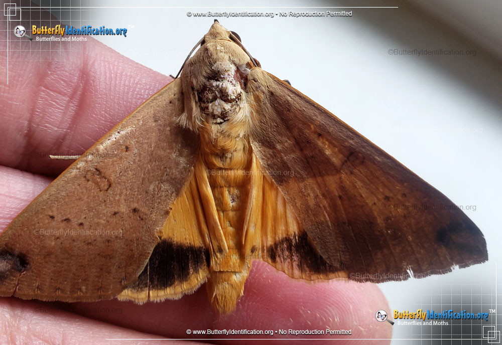Full-sized image #1 of the Large Yellow Underwing Moth