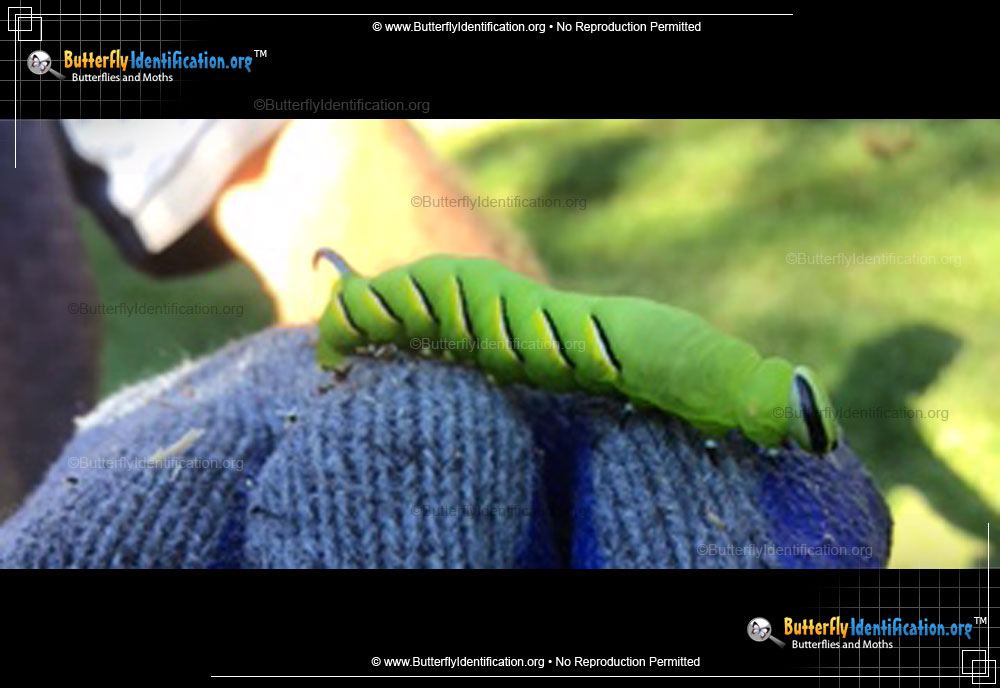 Full-sized caterpillar image of the Laurel Sphinx