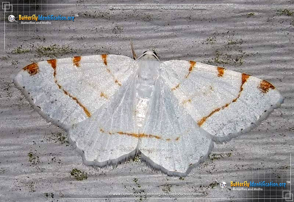 Full-sized image #1 of the Lesser Maple Spanworm Moth