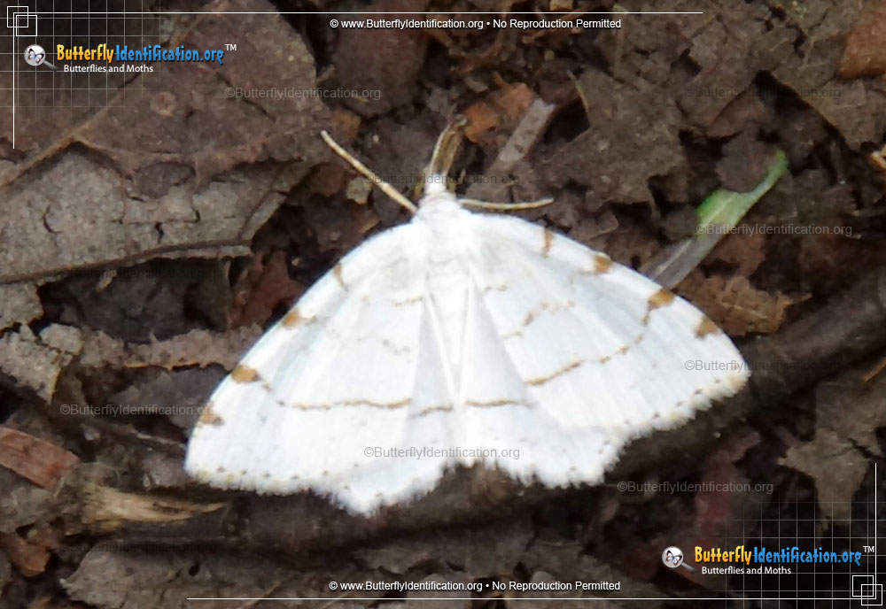 Full-sized image #3 of the Lesser Maple Spanworm Moth