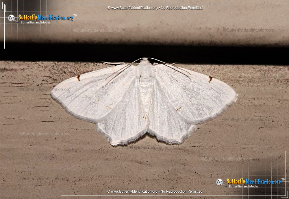 Full-sized image #2 of the Lesser Maple Spanworm Moth