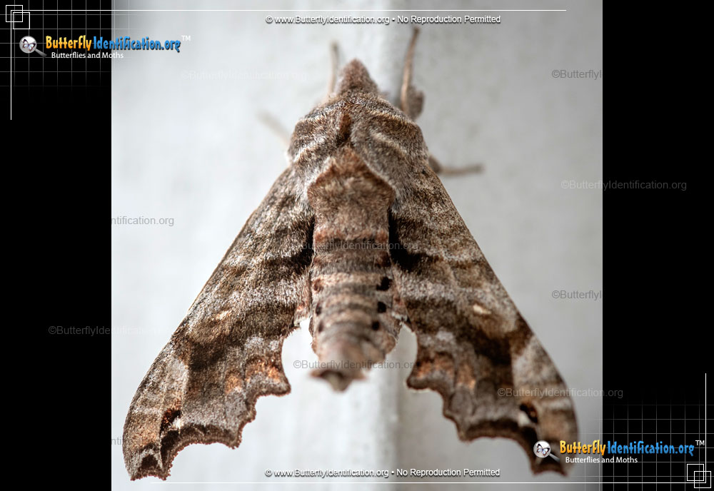 Full-sized image #1 of the Lettered Sphinx Moth