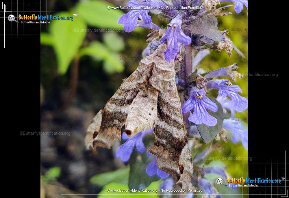 Full-sized image #2 of the Lettered Sphinx Moth