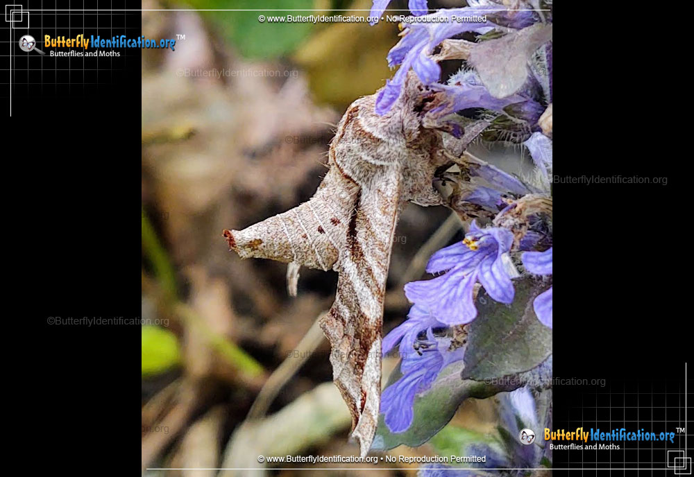 Full-sized image #3 of the Lettered Sphinx Moth