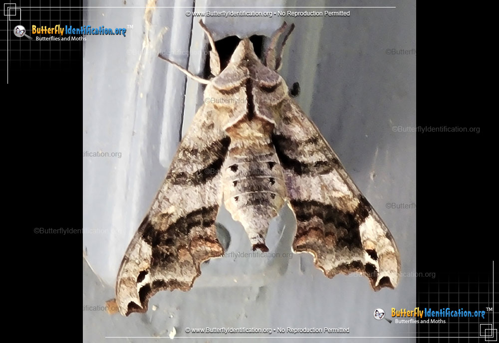 Full-sized image #2 of the Lettered Sphinx Moth