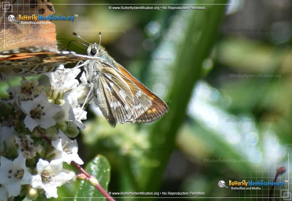 Full-sized image #1 of the Lindsey's Skipper
