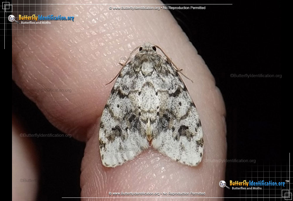 Full-sized image #1 of the Little White Lichen Moth