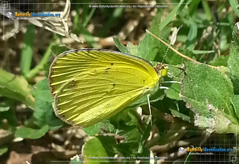 Full-sized image #3 of the Little Yellow Sulphur