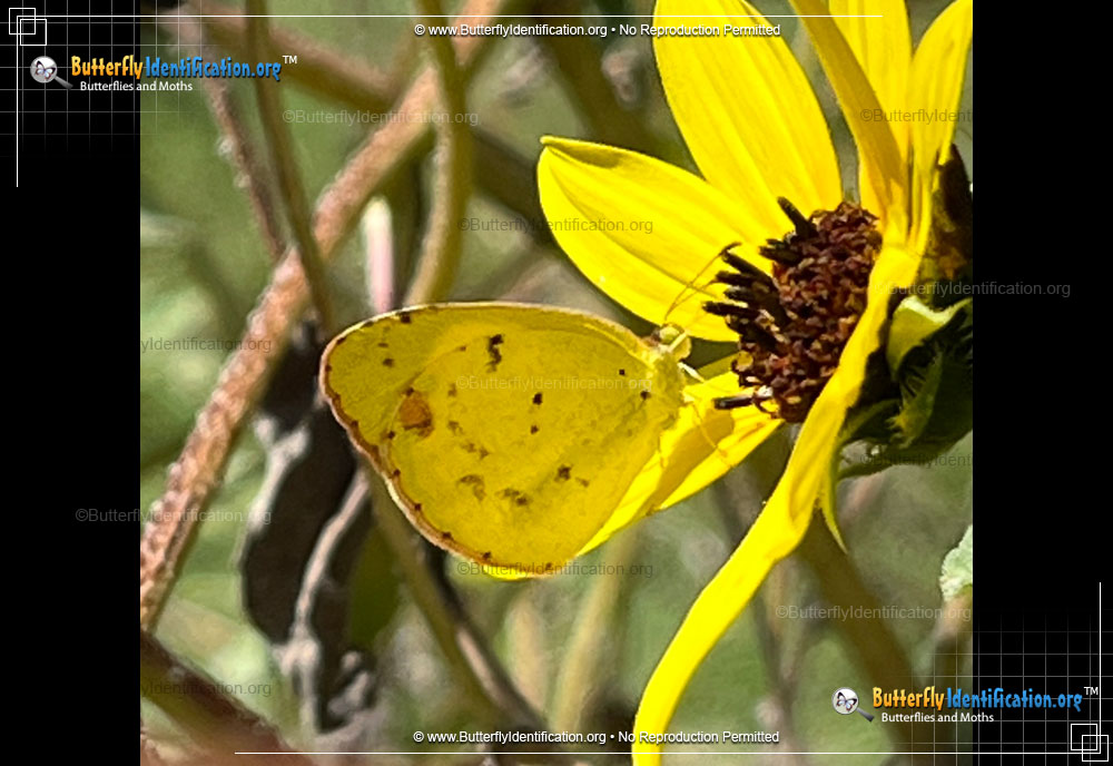 Full-sized image #1 of the Little Yellow Sulphur