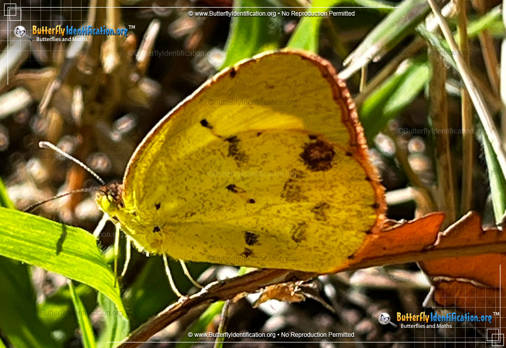 Full-sized image #4 of the Little Yellow Sulphur