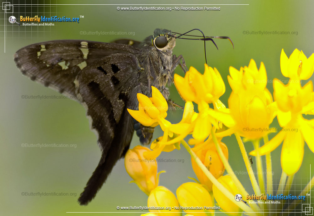 Full-sized image #3 of the Long-Tailed Skipper