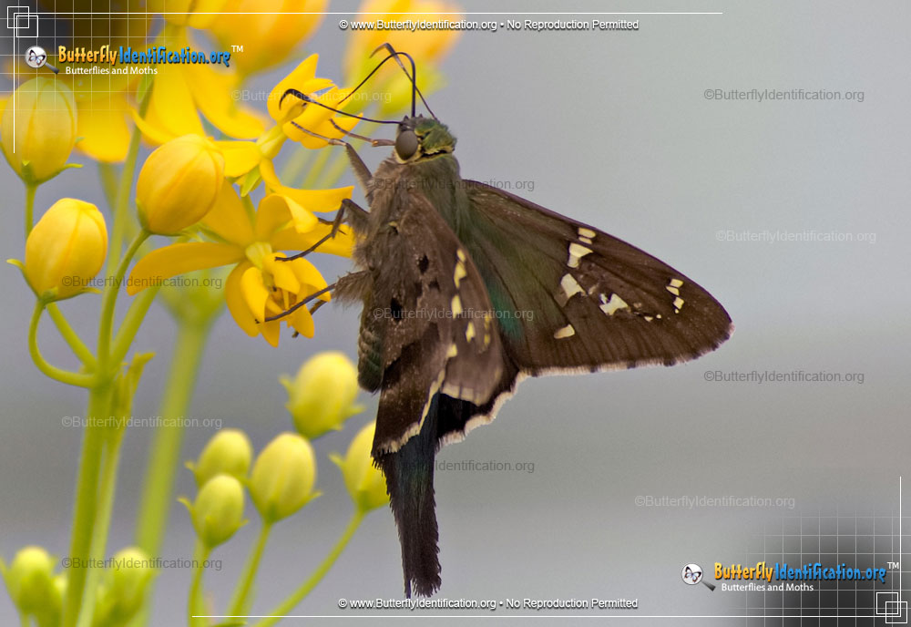 Full-sized image #4 of the Long-Tailed Skipper