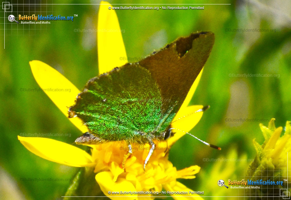 Full-sized image #1 of the Lotus Hairstreak Butterfly