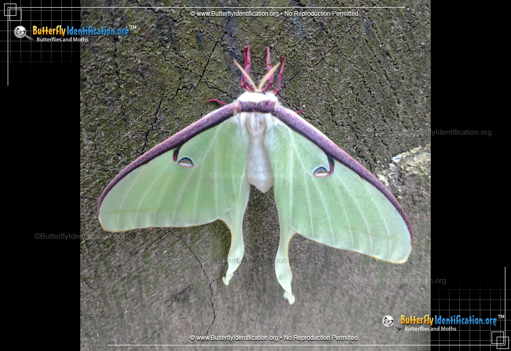 Full-sized image #2 of the Luna Moth