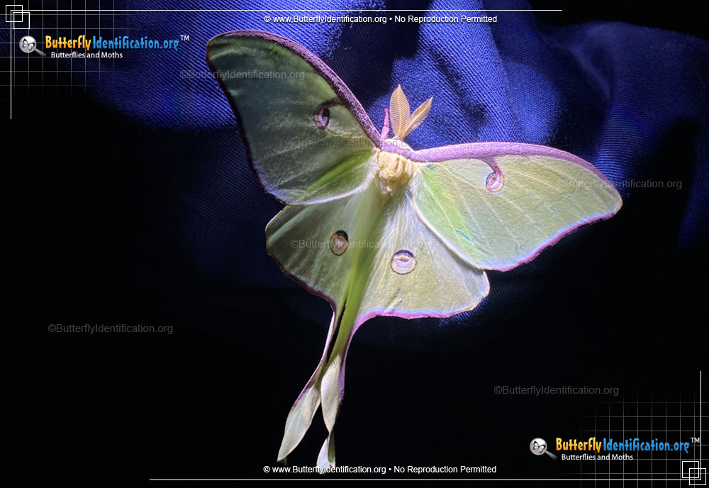 Full-sized image #3 of the Luna Moth