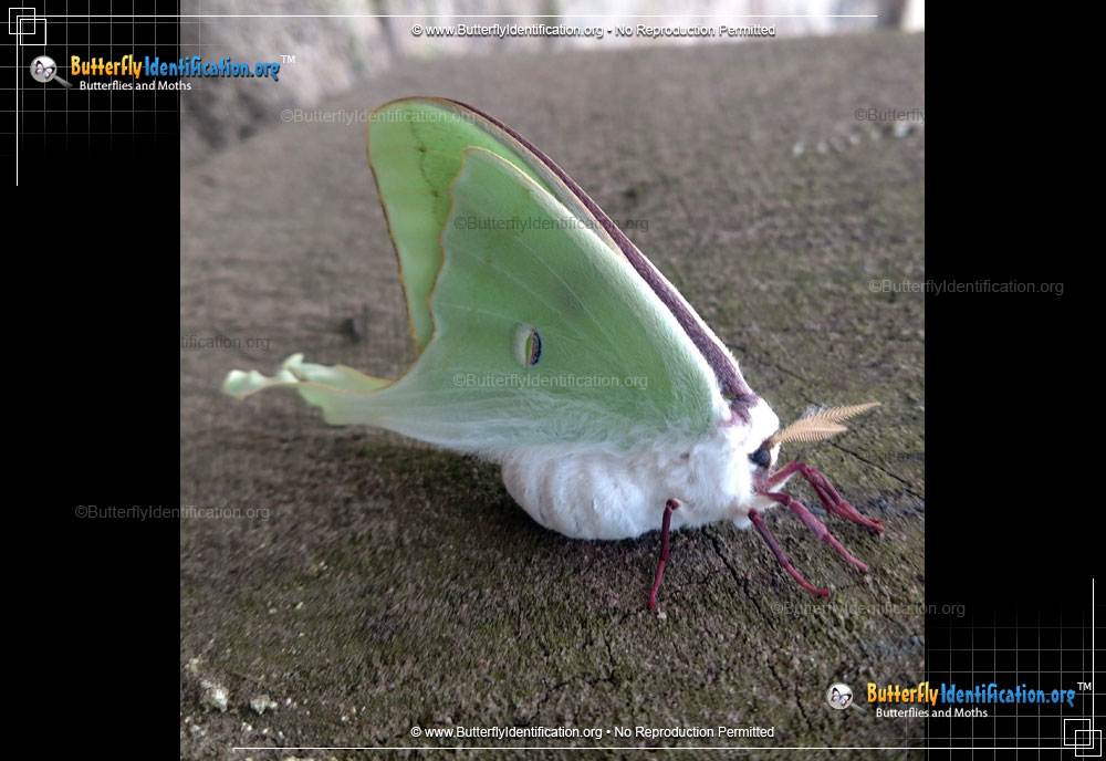 Full-sized image #4 of the Luna Moth