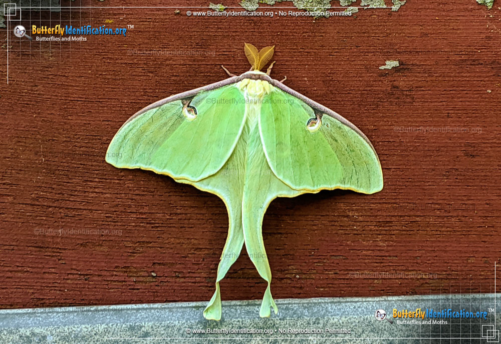 Full-sized image #1 of the Luna Moth