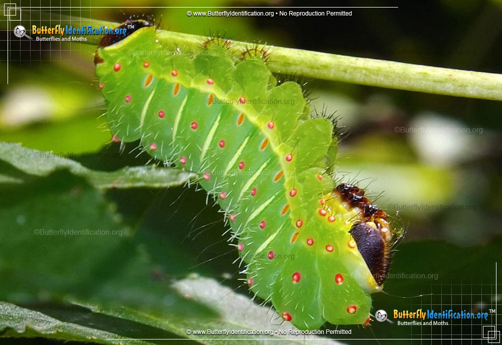 Full-sized caterpillar image of the Luna Moth