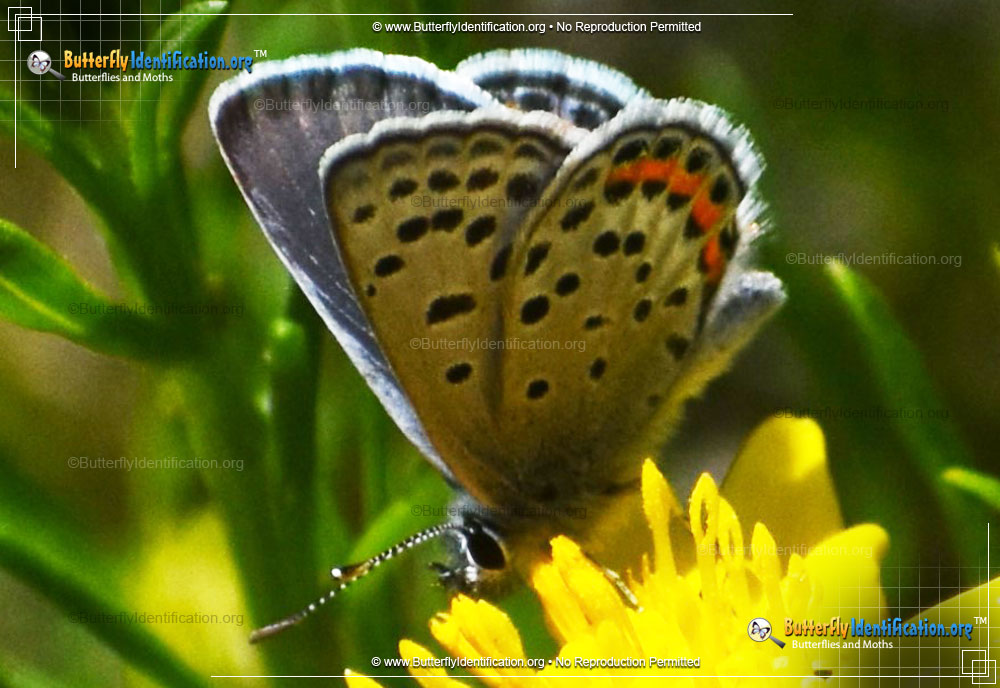 Full-sized image #2 of the Lupine Blue Butterfly