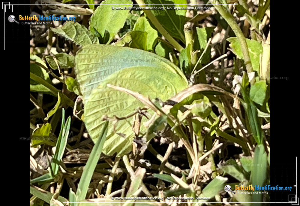 Full-sized image #2 of the Lyside Sulphur Butterfly
