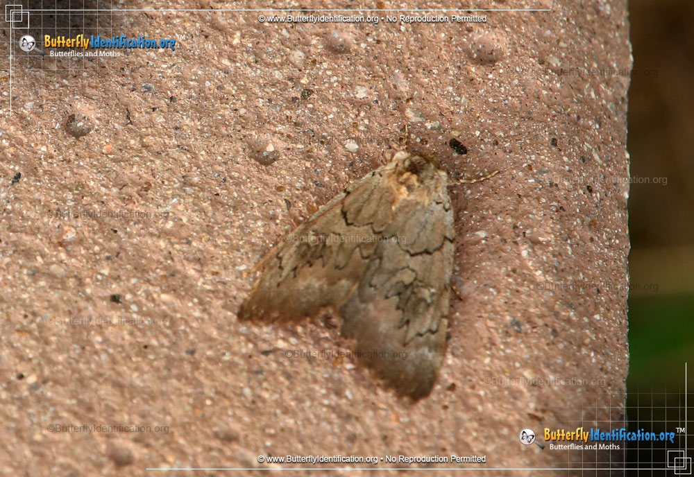 Full-sized image #1 of the Magdalen Underwing Moth