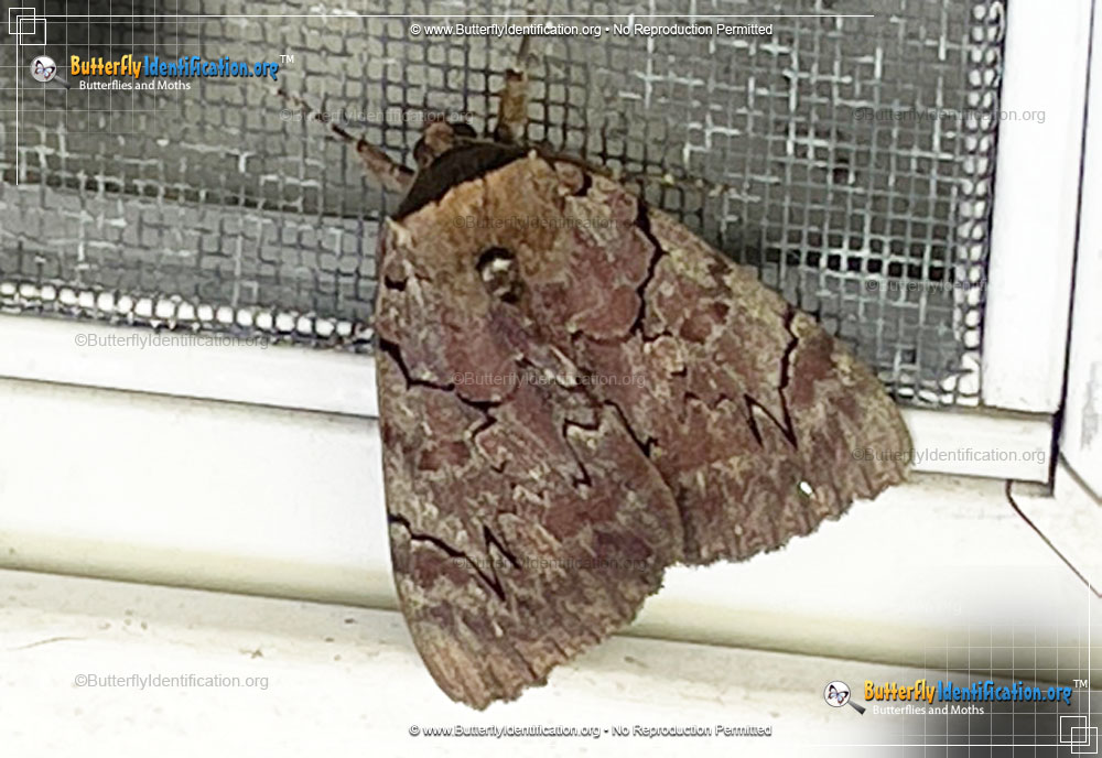 Full-sized image #2 of the Magdalen Underwing Moth