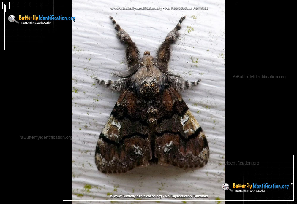 Full-sized image #1 of the Manto Tussock Moth