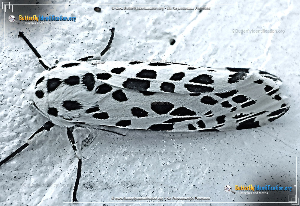 Full-sized image #1 of the Many-spotted Tiger Moth