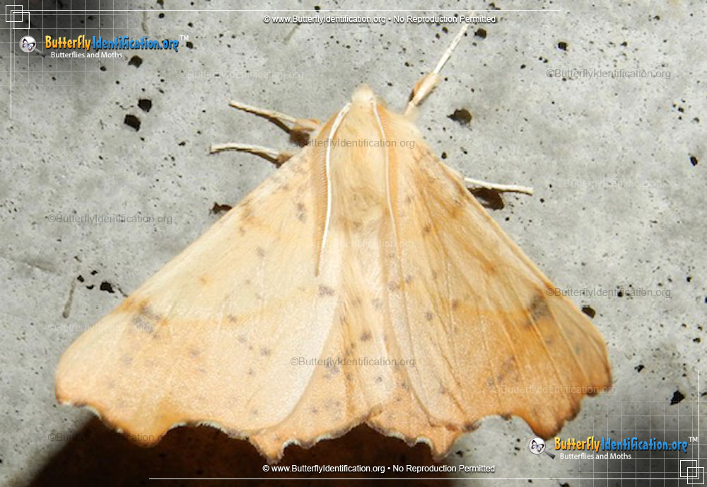 Full-sized image #1 of the Maple Spanworm Moth