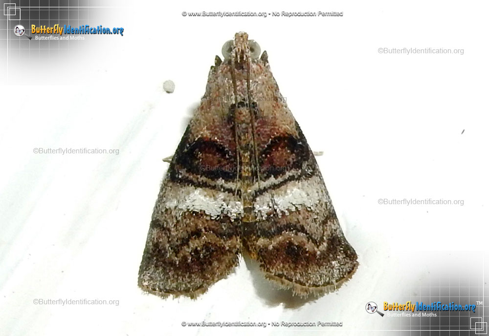 Full-sized image #1 of the Maple Webworm Moth