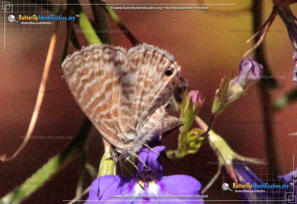 Full-sized image #4 of the Marine Blue Butterfly