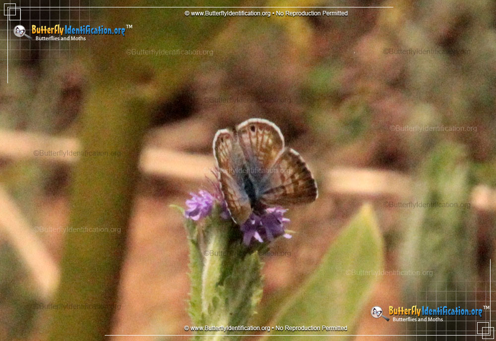 Full-sized image #3 of the Marine Blue Butterfly